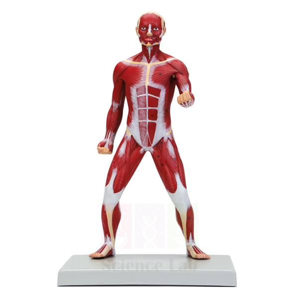 Miniature Human Muscular Figure